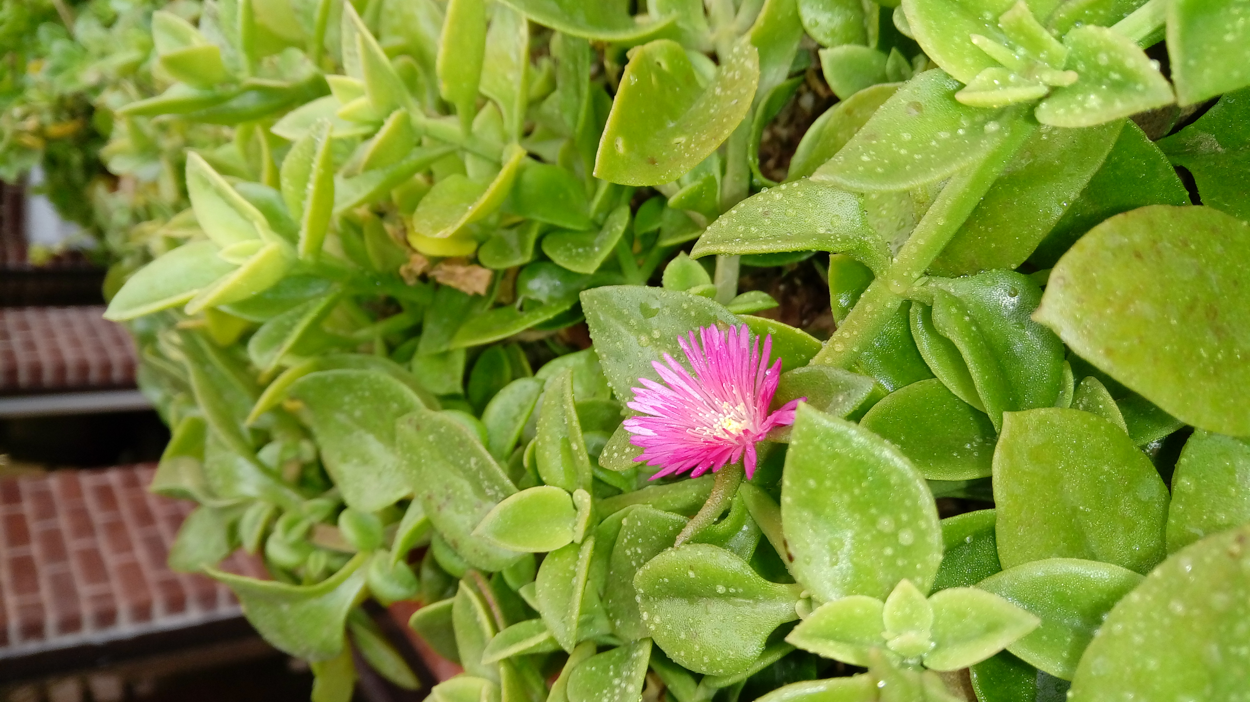 گل های زیبا
